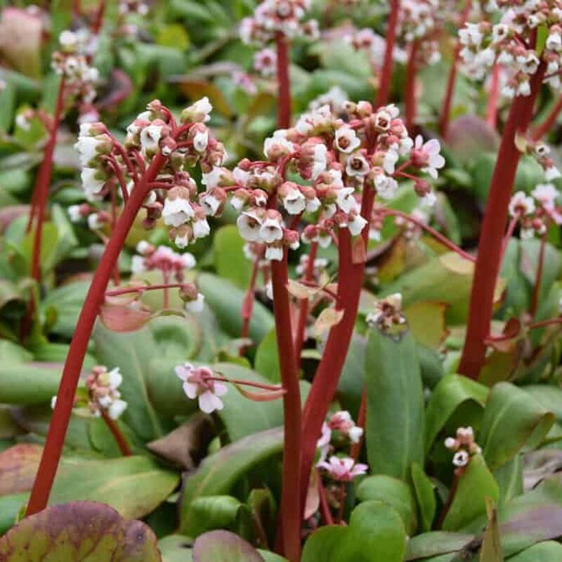 Bergenia 'Silberlicht' ---